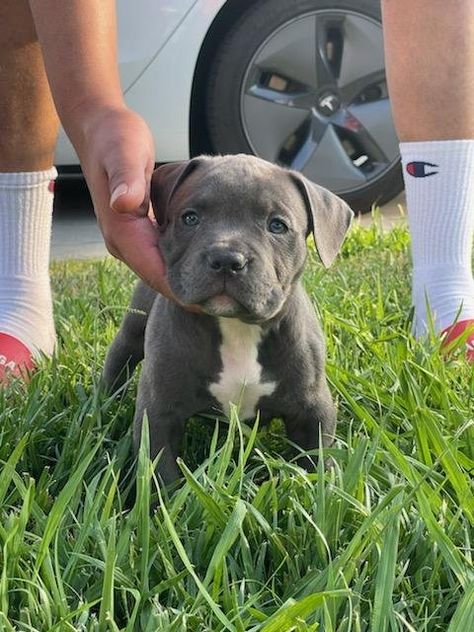 American Pocket Bully Cute American Bully Puppies, American Bullies Puppy, American Bully Xl Puppys, American Pocket Bully, Pocket Bully Puppies, Pocket Pitbull, American Bully Puppy, American Bully Pitbull, Pittie Puppies