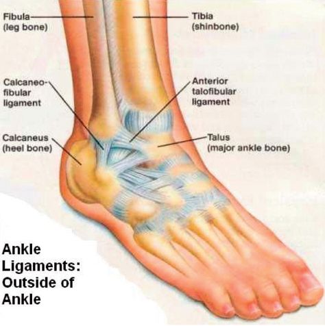 The Anterior Talofibular Ligament is under maximum tension during Plantar Flexion Torn Ligament In Ankle, Ankle Anatomy, Ankle Ligaments, Ankle Sprain, Ankle Surgery, Ligament Tear, Ligament Injury, Musculoskeletal System, Ankle Pain