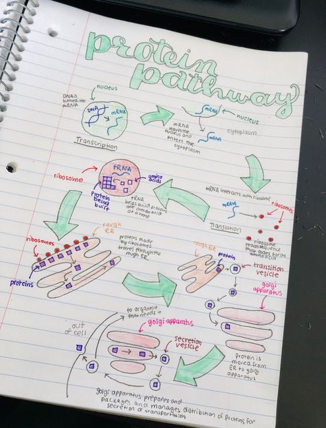 #aesthetic #biology #diagram #art #cells #notes #school #study #draw #proteins #notebook Cell Notes Aesthetic, Plant Cell Notes, Biology First Page Notebook, Cell Notes, Romanizing School, Aesthetic Biology, Notes Biology, Notes School, Human Biology