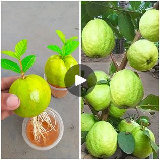 How to grow guava trees from guava fruit with garlic & soda drink !!! | How to grow guava trees from guava fruit with garlic & soda drink !!! | By Dian CreativeFacebook Grow Lemon Tree, Grow Lemon, Grafting Fruit Trees, Lemon Plant, Fruit Tree Garden, Grape Tree, Guava Tree, Lemon Seeds, How To Grow Lemon