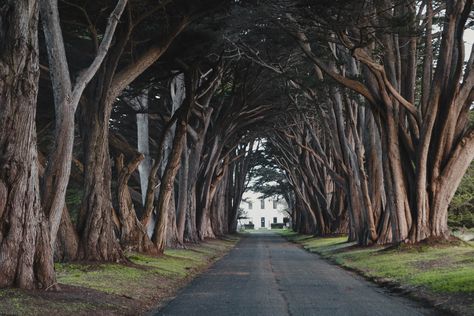 Cypress Tree Tunnel, Point Reyes California, Tree Tunnel, Point Reyes, Cypress Trees, Comme Si, Art Impressions, Lush Greenery, Gifts For Nature Lovers