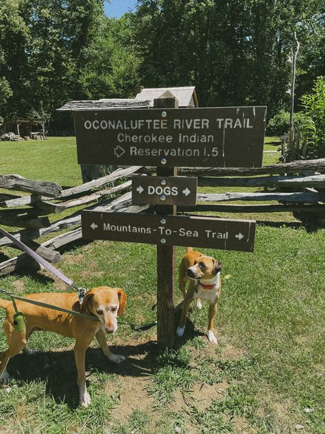 Dog Park Aesthetic, Aesthetic Usa, Travel Tennessee, Roadtrip Aesthetic, Insta Pic Ideas, Summer Roadtrip, Trail Dog, Usa Destinations, Tennessee Travel