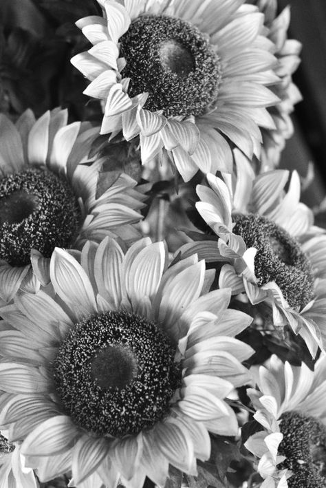 black and white..photo..fall flowers Sunflower Black And White, Wallpaper Black And White, Black And White Photo Wall, Sunflower Pictures, 3d Wallpapers, White Sunflowers, Black And White Picture Wall, Sunflower Tattoos, Wallpaper Flower