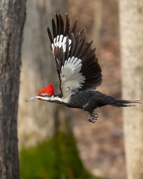 Woodpecker Costume, Bird Reference, Pileated Woodpecker, Spotted Woodpecker, Northern Flicker, 3d Sketch, Downy Woodpecker, Common Birds, Woodpeckers