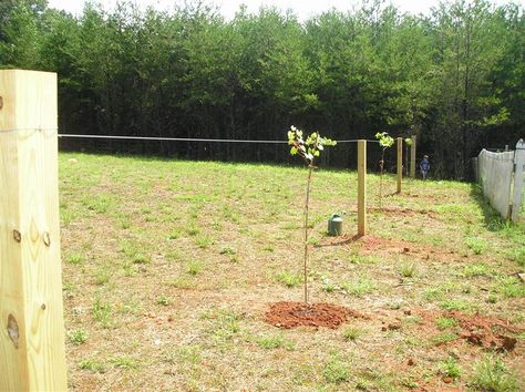 muscadine trellis Muscadine Trellis, Wine Yard, Muscadine Vine, Muscadine Grapes, Muscadine Wine, Grape Growing, Farming Ideas, Grape Trellis, Vine Trellis