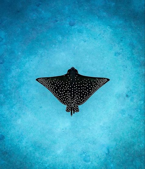 Underwater Pattern, Ocean Life Photography, Sea Life Wallpaper, Spotted Eagle Ray, Eagle Ray, Underwater Painting, Spotted Animals, Sea Wallpaper, Eagle Tattoos