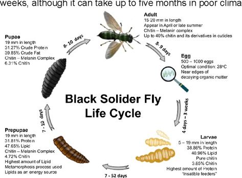 Figure 1 from Valorization of Black Soldier Flies at Different Life Cycle Stages | Semantic Scholar Amphibians Activities, Cycle Stages, Biodegradable Waste, Black Soldier, Black Soldier Fly, Farming System, Poultry Feed, Worm Farm, Science Journal