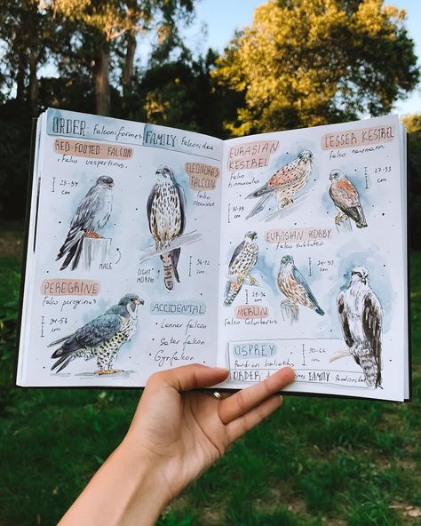 I had to hide in the quietest corner of the park during a music festival to draw this osprey. This was the first time I realized how much I need peaceful moments like this—just me, nature, and my sketchbook. However, some kids found me and asked a million questions about drawing and birds, which was actually lovely too☺️ Are you okay with people asking you questions while you are drawing? . . . #birdartwork #birdartofinstagram #birdpainting #watercolorbird #birdwatercolor #birdbook #birdsket... Bird Sketchbook Pages, Draw Bird, How To Draw Birds, Biology Drawing, Watercolor Pallet, Nature Scrapbook, Sketching Inspiration, Botanical Journal, Birding Journal