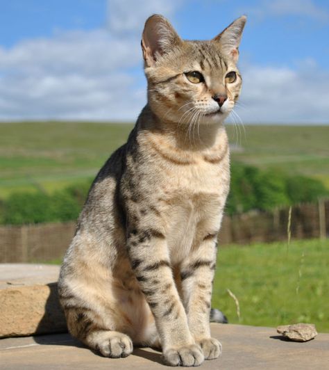 Egyptian Mau Cat Breed Information, Pictures, Characteristics & Facts  Cat #cat  Cats #cats Egyptian Mau Cat, Mau Cat, Werewolf Cat, Turkish Angora Cat, Burmilla, Egyptian Cats, Egyptian Mau, Birman Cat, Rare Cats