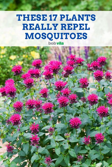 Which of your favorite herbs, vegetables and flowers do mosquitoes absolutely hate? Grow these plants to eliminate mosquito bites and itching this year... Mosquito Repelling Landscaping, Mosquito Planters Patio, Plants Against Mosquitos, Plants For Insect Repellent, Anti Mosquito Garden, What Plants Repel Mosquitos, Best Plants To Repel Mosquitoes, Plants Mosquito Repellant, No Maintenance Plants Outdoor