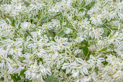 Euphorbia marginata (Snow On The Mountain) Snow On The Mountain Plant, Euphorbia Marginata, Snow On The Mountain, Deer And Rabbit, Deer Resistant Garden, Snow In Summer, Herb Gardens, Sea Holly, Perennial Border