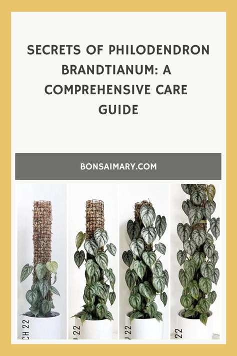 Uncover the hidden treasures of Philodendron Brandtianum with our Comprehensive Care Guide, revealing exclusive secrets to nurture this elegant indoor beauty. Delve into expert tips and personalized insights to witness your Brandtianum thrive in a symphony of green perfection—click now to explore the secrets and follow us for an endless cascade of plant care wisdom and inspiration! Philodendron Brandtianum, Philodendron Care, Plant People, Plant Information, Hidden Treasures, Pest Control, Plant Care, House Plants, The Secret