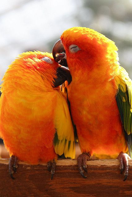 True parrots (They love each other) by Teruhide Tomori, via Flickr Yellow Birds, Orange Aesthetic, Exotic Birds, Tropical Birds, Dalai Lama, Pretty Birds, Colorful Birds, Orange And Yellow, Bird Watching