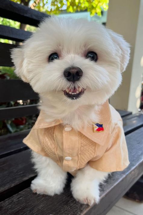 White Maltese Dog Cute Maltese Puppies, Dogs Maltese, Maltese Haircut, Cute White Puppies, Dog Haircut, Maltese Breed, White Maltese, Cute Maltese, Puppy Haircut