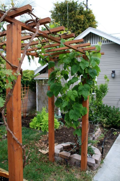 Berry Trellis Ideas, Corner Grape Trellis, Arch For Grapes, Grape Support Garden Trellis, Grape Plant Trellis, Trellis For Grapes, Backyard Grapes, Grape Vine Pergola, Pergola Grapes