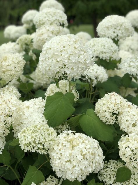 Hydrangea Arborescens Annabelle Hedging - Hopes Grove Nurseries Anabelle Hydrangea, Hydrangea Annabelle, Clay Soil Plants, Hydrangea Arborescens Annabelle, James Baxter, Annabelle Hydrangea, Hydrangea Landscaping, Front Flower Beds, Smooth Hydrangea