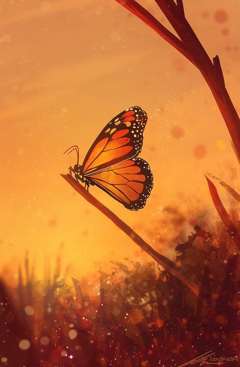 Aesthetic Orange Images, Cool Orange Wallpapers, Orange Aesthetic Wallpaper, Indoor Tabletop Fountains, Orange Butterflies, Raindrops And Roses, Sunflower Pictures, Butterfly Photos, Orange Butterfly