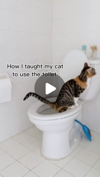 How To Train A Cat To Use The Toilet, Train Cat To Use Toilet, Toilet Training Cats, How To Toilet Train A Cat, Cat Accessories Products, Cat Laying Down, Give It Time, Cat Toilet Training, Cat Fails