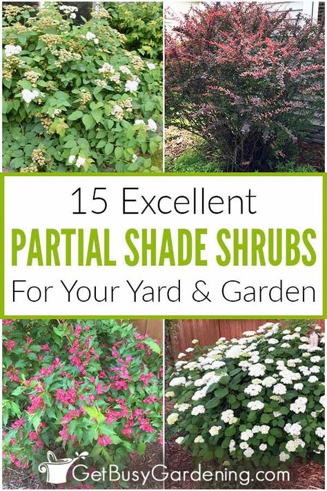 Shade Bushes, Partial Shade Perennials, Perennial Bushes, Part Shade Perennials, Partial Shade Flowers, Partial Sun Perennials, Privacy Hedges, Shrubs For Landscaping, Beautiful Gardens Landscape