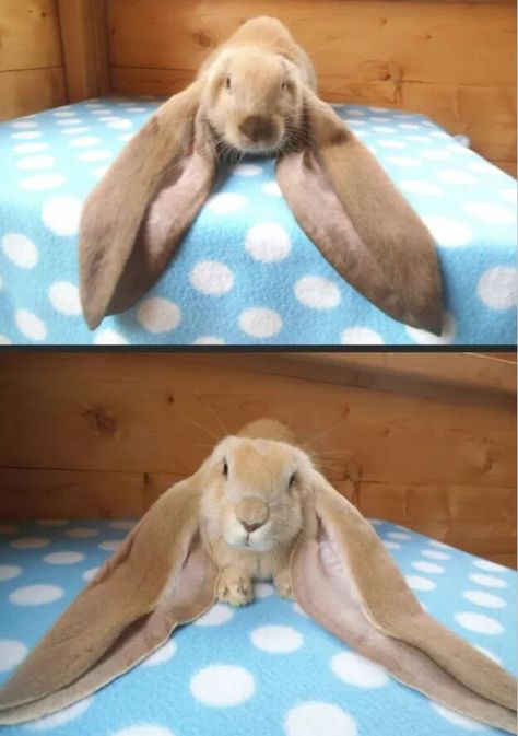 Floppy ear bunny Bunny With Floppy Ears, English Lop, Big Floppa, Lop Eared Bunny, Floppy Eared Bunny, Giant Bunny, Rabbit Pictures, Rabbit Breeds, Beautiful Rabbit