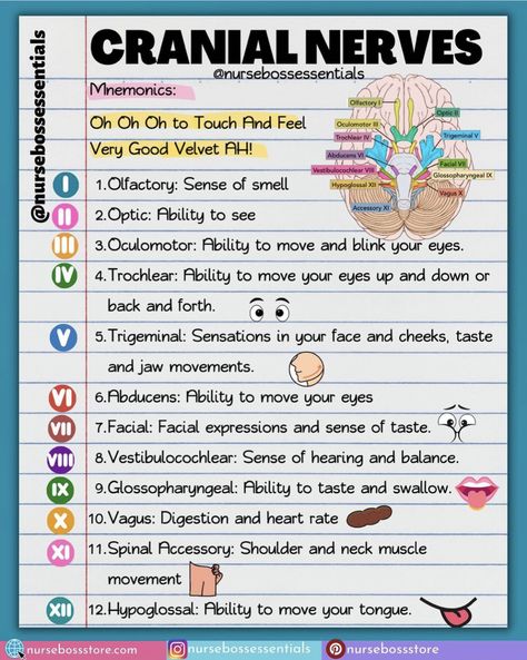 Nursing School Life, Nurse Skills, Nursing Assessment, Nursing School Essential, Medical School Life, Nursing School Motivation, Nurse Study Notes, Nursing Mnemonics, Nursing Student Tips