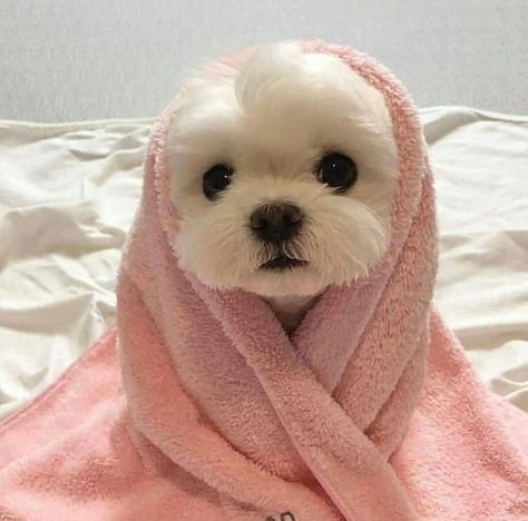 #dog #puppy #pink #white #minimal #aesthetic #cute #adorable #pretty #animals White Dog, Dogs, Pink, White