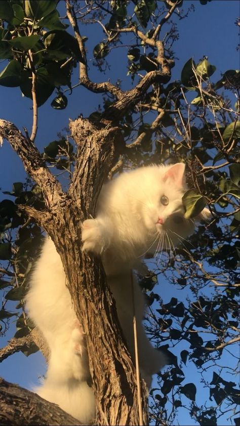 How to Get a Cat Out of a Tree? | Cat Tips Aesthetic Pictures Cat, Autumn Cat Aesthetic, Cat Aestethic, Glowworm Caves, Autumn Cat, Green Country, Silly Cats Pictures, Cat Pose, Cute Cats Photos