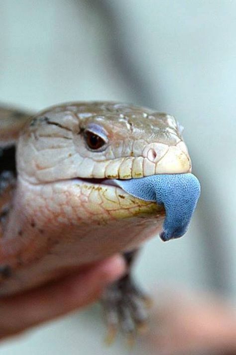 Blue Tongued Skink Blue Tongue Skink Drawing, Blue Tounged Skink, Blue Tongued Skink, Lizard Species, Blue Tongue Skink, Reptile Room, Blue Lizard, Cute Reptiles, Australian Wildlife