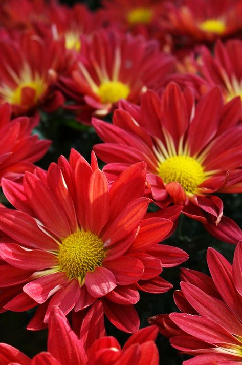 November Bujo, Red Chrysanthemum, Floral Aesthetics, Yellow Chrysanthemum, Growing Gardens, Beautiful Flower Arrangements, Beautiful Flower, Chrysanthemum, Flower Wallpaper