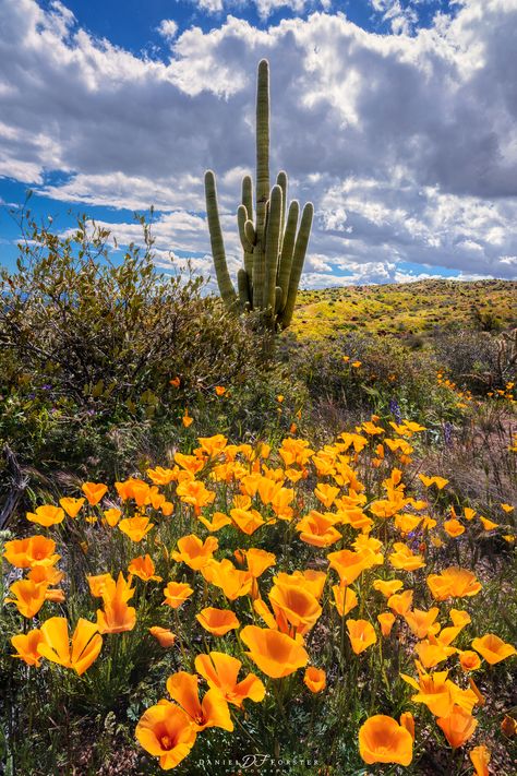 In the spring of 2023, Arizona had a banner year for wildflowers. The superbloom was spectacular in many parts of the desert. I captured this beautiful scene on my way to the Phoenix area in the Tonto National Forest. Photo Title: Super Blooming Southwest Wallpaper, Southwest Wall Decor, Arizona Wildflowers, Desert Wildflowers, Wildflower Photo, Travel Nurse, Cactus Wall, Desert Flowers, Cactus Wall Art