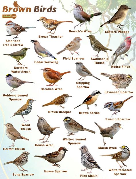 Brown Birds – Facts, List, Pictures Birding Aesthetic, Arkansas Birds, Facts About Birds, Animal Identification, Names Of Birds, Backyard Birds Watching, Bird Guide, Brown Birds, Types Of Birds