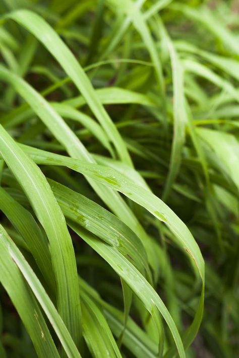 Citronella (lemon grass) plant Lemon Grass Plant, Mosquito Repellent Plants, Pinterest Plant, Lantana Plant, Lemongrass Plant, Repellent Plants, Perennial Grasses, Basil Plant, Mint Plants