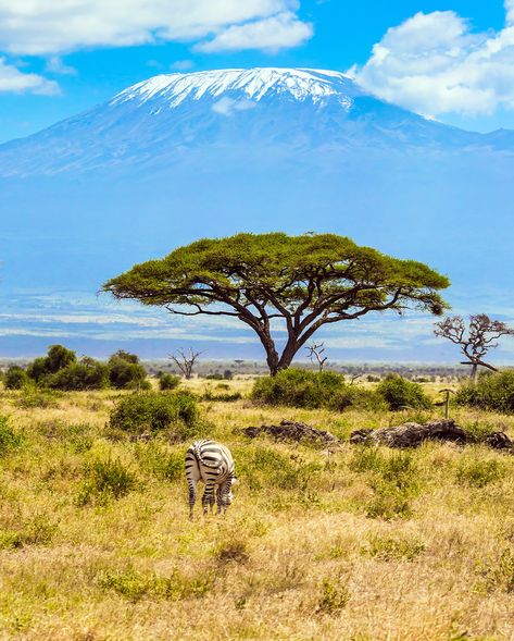 Peaceful Sunday, Kilimanjaro Climb, Amboseli National Park, Safari Photography, Mount Kenya, Kenya Safari, National Parks Photography, Mount Kilimanjaro, Wildlife Paintings