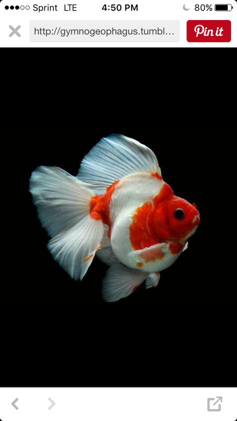 Positively stunning Ryukin Ryukin Goldfish, Oranda Goldfish, Fancy Goldfish, Bawah Air, Goldfish Pond, Photo Animaliere, Ikan Koi, Golden Fish, Cool Fish