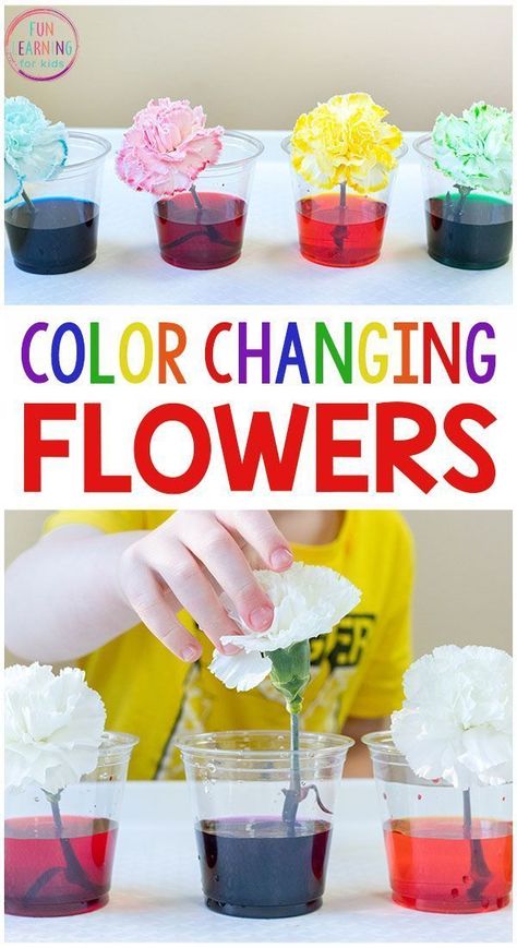 Color Changing Flowers, Spring Science Activities, Vetenskapliga Experiment, Spring Science, Maluchy Montessori, مشروعات العلوم, Preschool Science Activities, Science Experiments For Preschoolers, Science Activity