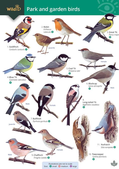 Bird Field Guide, Froghoppers, Butterfly Identification, Bird Guide, Greenfinch, Bird Identification, Garden Bugs, Big Six, North York Moors