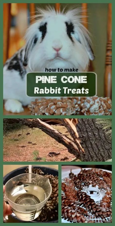 Pine Cone Rabbit Treats Keep Bunnies Active - Timber Creek Farm Homemade Rabbit Treats, Diy Bunny Toys, Guinea Pig Hutch, Rabbit Enclosure, Pet Rabbit Care, Rabbit Farm, Meat Rabbits, Rabbit Treats, Raising Rabbits