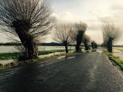 On route to the post office... I love the Somerset Levels www.boopdesign.com Somerset Levels, Etching Ideas, Genius Loci, Fruit Trees, Somerset, Post Office, Etching, Poster Art, Country Roads