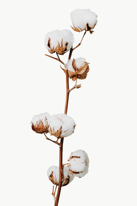 Dried fluffy cotton flower branch design element | free image by rawpixel.com / KUTTHALEEYO Fabric Photography, Cotton Plant, Cotton Flower, Bloom Blossom, Architecture Concept Drawings, Cymbidium Orchids, Watercolor Brush, Leaf Texture, Branch Design