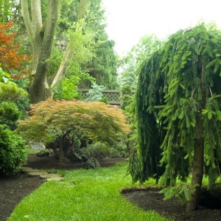 35 Beautiful Backyards | Midwest Living Weeping Spruce Landscaping, Weeping Pine Tree Landscaping Ideas, Weeping Norway Spruce Landscape, Mn Native Landscaping, Weeping Katsura Tree, Weeping Pine Tree, Norway Spruce Tree Landscaping, Weeping Trees Landscaping, Weeping Spruce Tree