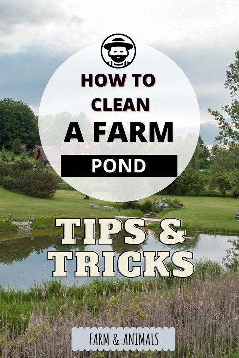 Farm Dam Landscaping, Farm Pond Ideas Large, Pond On Farm, Farm Pond Design, Large Ponds Farm, Pond Care Tips, How To Make A Pond In Your Backyard, Farm Pond Landscaping Ideas, Natural Pond Landscaping Ideas