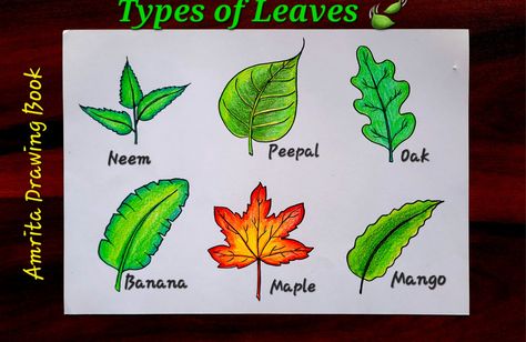 Video Tutorial uploaded on Amrita Drawing Book Channel. Subscribe for more creative Drawings and School Projects #Leaves #typeofleaves #drawing #easydrawing #howtodraw #School #competition Types Of Leaves Drawing, Easy Leaf Drawing, Leaf Drawing Easy, Different Types Of Leaves, Draw Leaves, Types Of Leaves, Leaves Drawing, Creative Drawings, Drawing Step By Step