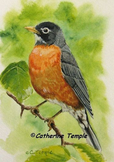 Robin Bird Tattoos, Robin Drawing, Red Robin Bird, Robin Tattoo, Bird Painting Acrylic, Birds Illustration, Mocking Birds, Black Bird Tattoo, Bird Watercolor Paintings