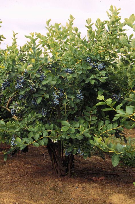 This is the cover image showing a blueberry bush. Blueberry Bushes Aesthetic, Blueberry Bushes Landscape Backyards, Blueberry Bush Aesthetic, Blueberries Tree, Blueberry Bushes Growing, Blueberry Bushes Landscape, Blueberries Plant, Blueberries Garden, Blueberry Orchard