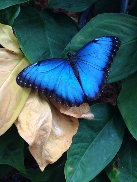 Blue Butterfly Fairy Wings, Blue Monarch Butterfly Aesthetic, Blue Buterfluffy, Pretty Butterfly Wings, Real Blue Butterfly, Butterfly Photography Nature, Blue Butterfly Aesthetic, Morpho Azul, Magic Butterfly