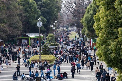 Why Japan Observes Golden Week Each Year Golden Week Japan, Greenery Day, Travel In Japan, Golden Week, Last Holiday, Blossom Season, Time To Travel, Cherry Blossom Season, Prayers For Children