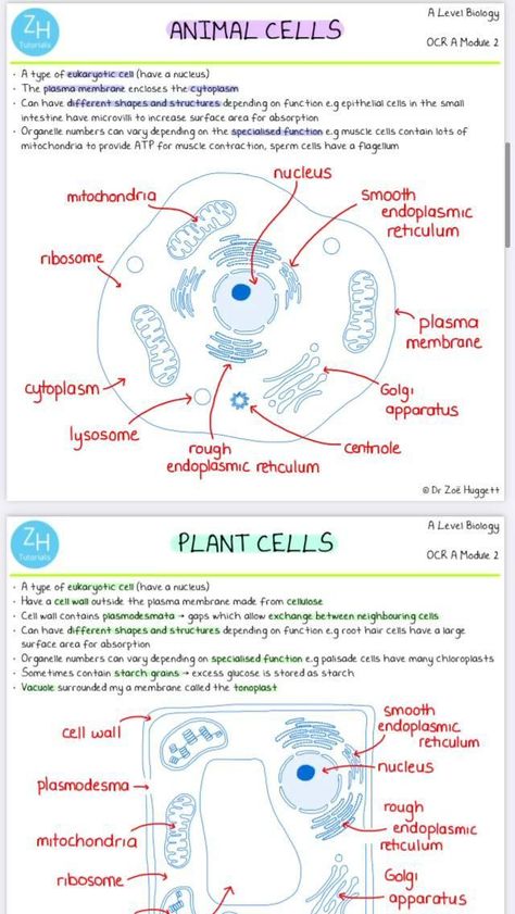 Cells In Biology, What Is Cell Notes, Cell And Organelles, Bio Cell Notes, Cells And Organelles, Free Biology Notes, How To Study Botany, Plant And Animal Cells Notes, Biology Research Topics