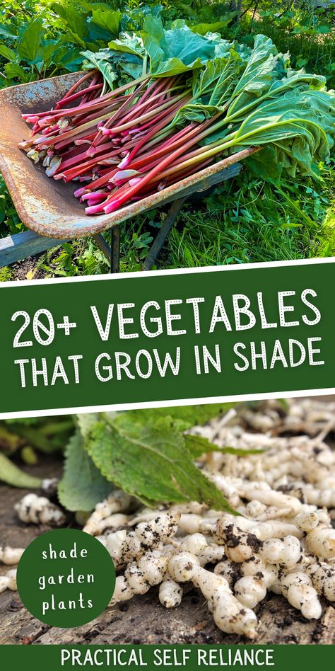 What Grows In Shade, Shade Food Garden, Perennial Vegetable Garden Ideas, Edible Shade Garden, Shaded Vegetable Garden, Edible House Plants, Shade Loving Vegetable Garden, Perennial Food Garden, Shade Tolerant Vegetables