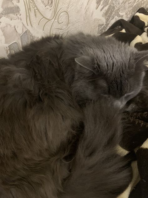 Nebelung Cat, Nebelung, Cafe Pictures, Cats Photos, Cous Cous, Gray Cat, Cute Cats Photos, Fluffy Cat, Ragdoll Cat