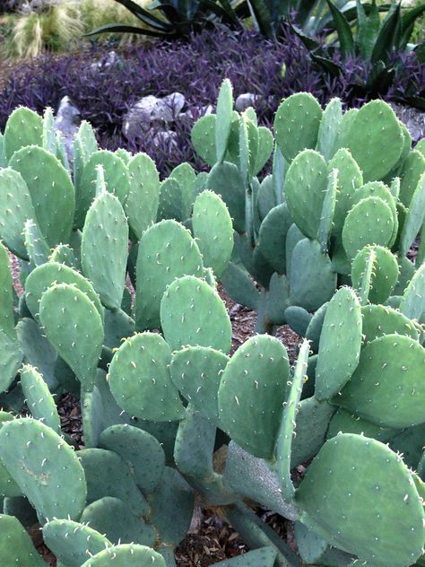 Spineless Prickly Pear Spineless Prickly Pear Cactus, Texas Landscaping, Plant Palette, Opuntia Cactus, Online Landscape Design, Pear Cactus, Prickly Pear Cactus, Green Collection, Desert Plants